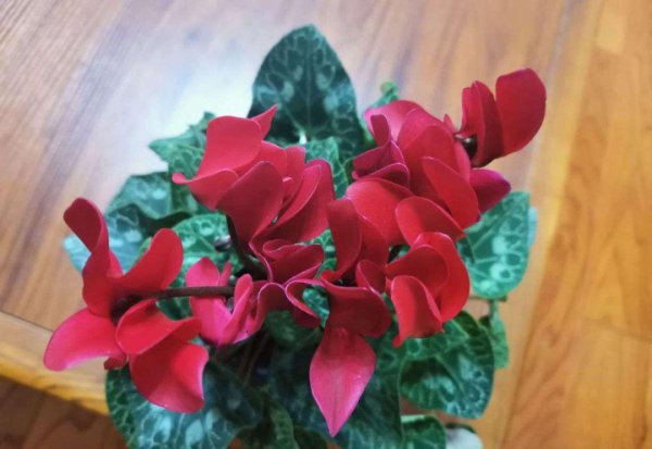 花期长适合家养的花有哪些