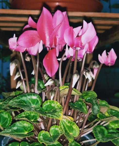 花期长适合家养的花有哪些