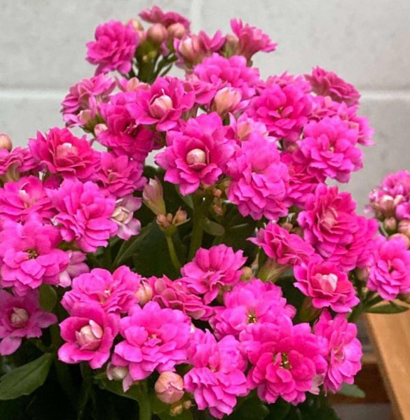 花期长适合家养的花有哪些