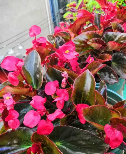 花期长适合家养的花有哪些