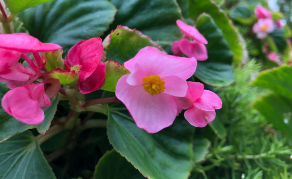怎样养四季海棠花