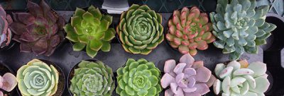 怎么养多肉植物长得快 促进多肉生长的方法讲解