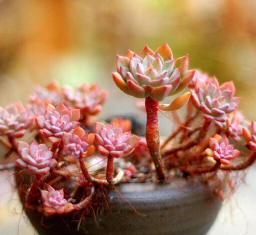 怎么养多肉植物长得快