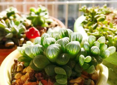 玉露多肉植物怎么养 详解玉露多肉养护小窍门