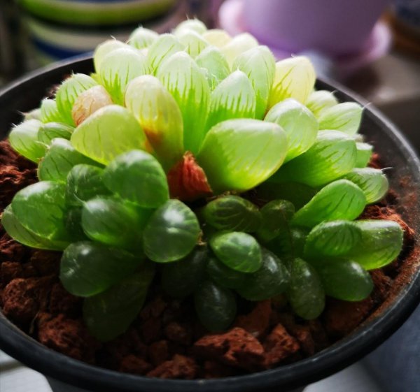 玉露多肉植物怎么养