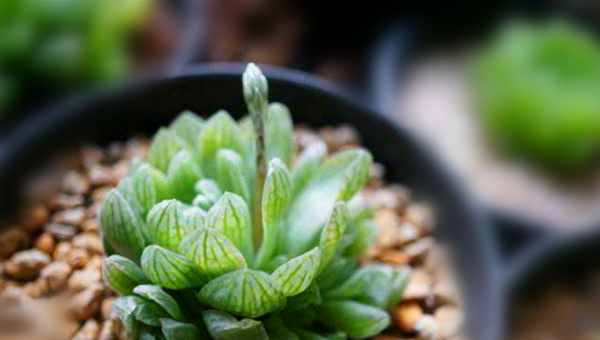 玉露多肉植物怎么养
