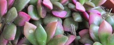 吹雪之松锦多肉怎么养 了解吹雪之松锦正确养护方法