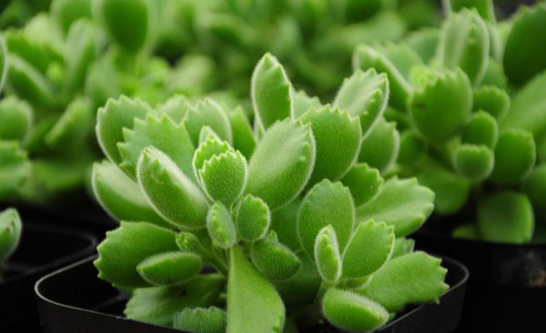 刚买回来的多肉植物如何处理