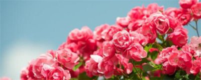 玫瑰花枝怎么养 养玫瑰花的正确方法