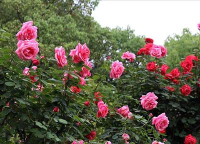 玫瑰花枝怎么养