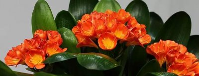 君子兰怎么养才能开花 君子兰养护的正确方法