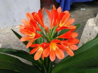 君子兰怎么养才能开花