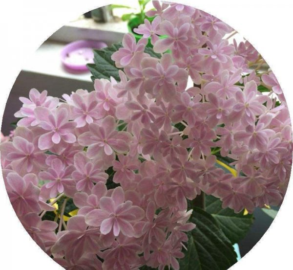 绣球花怎么养
