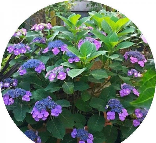 绣球花怎么养