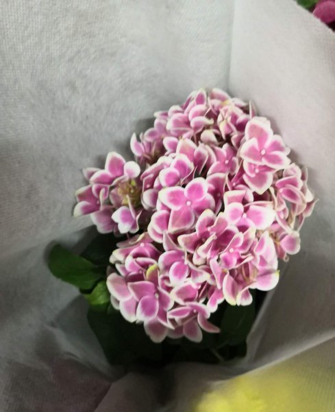 绣球花怎么养
