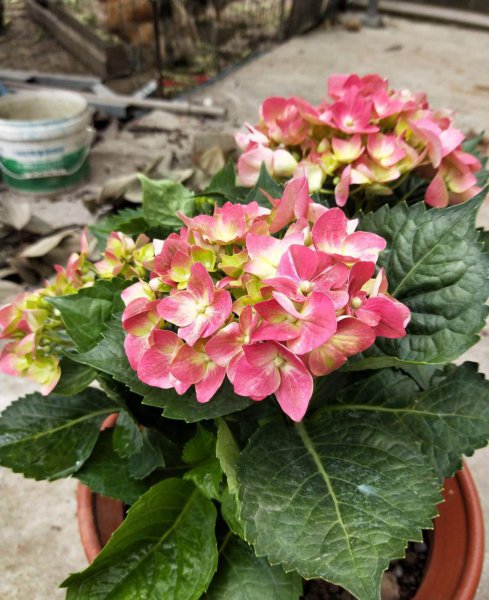 绣球花怎么养