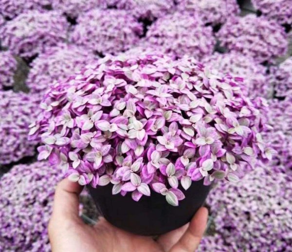 绣球花怎么养