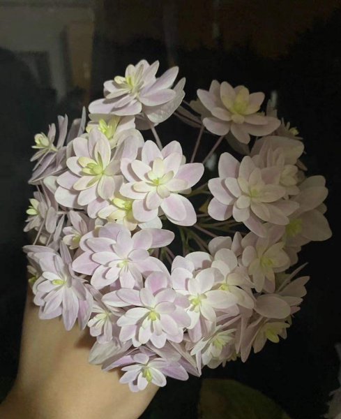绣球花怎么养