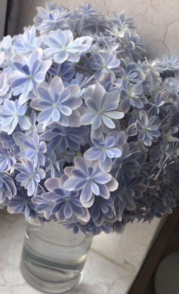 绣球花怎么养
