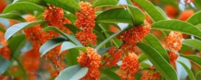 桂花怎么养好 桂花养护的正确方法