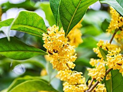 桂花怎么养好