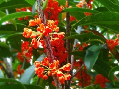 桂花怎么养好
