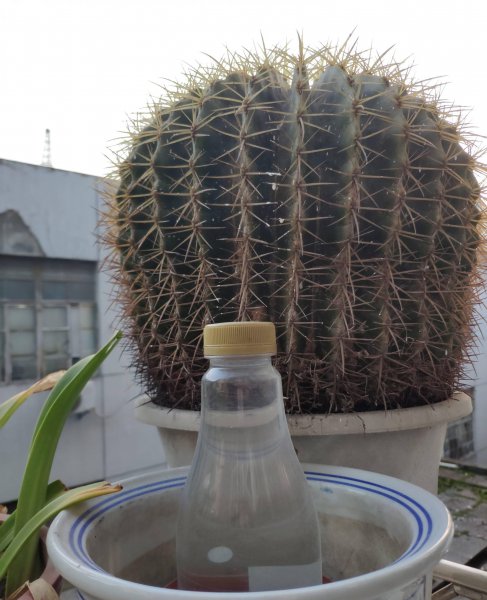 仙人球金琥怎么养