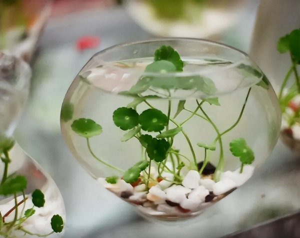 水里的植物有哪些