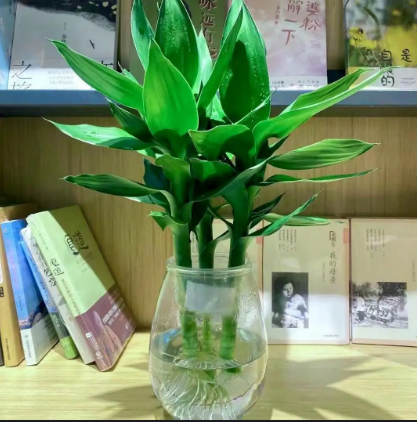 水里的植物有哪些