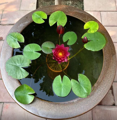 水里的植物有哪些