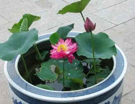 水里的植物有哪些