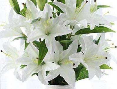百合什么季节开花 观赏百合花期简介