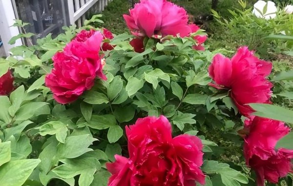 牡丹花什么时候开