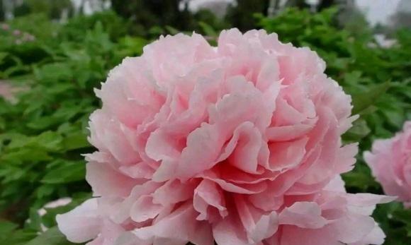 牡丹花什么时候开