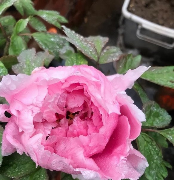 牡丹花什么时候开