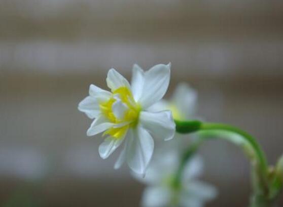 养水仙花有什么作用