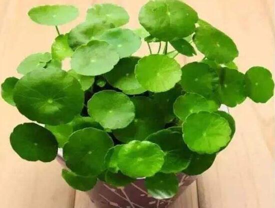 家养铜钱草有什么作用