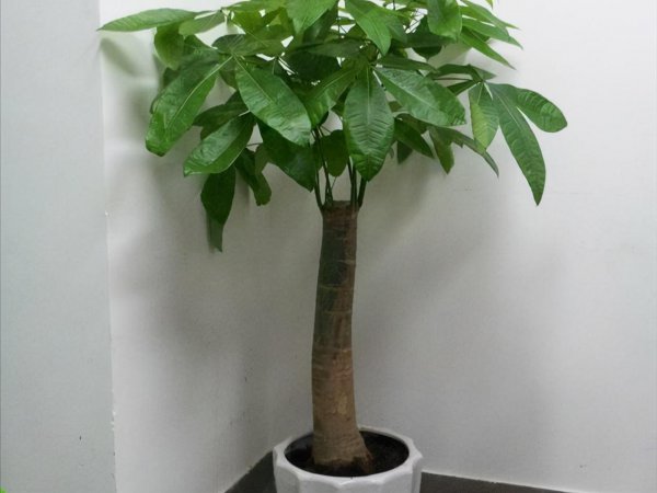 室内发财树怎么养