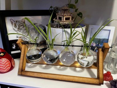 常见室内观赏植物有哪些 盘点六种常见的观赏绿植