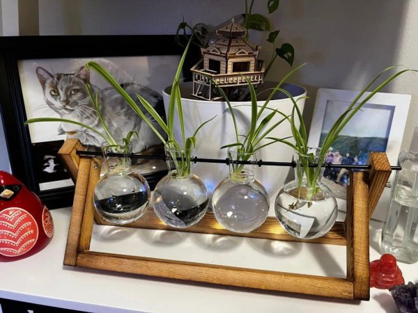 常见室内观赏植物有哪些