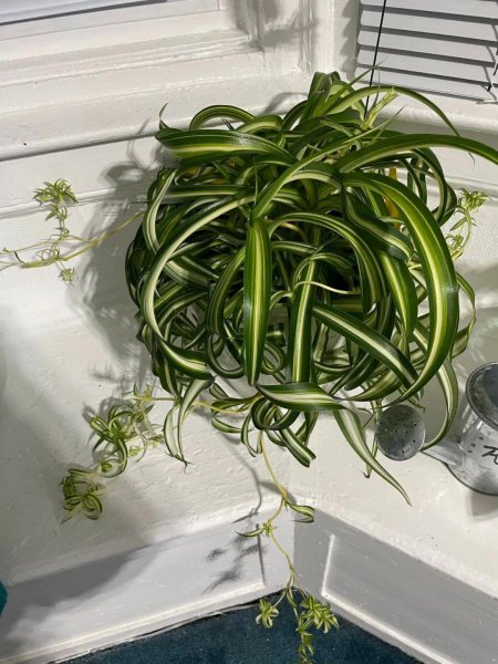 常见室内观赏植物有哪些