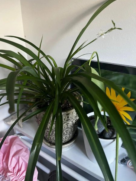常见室内观赏植物有哪些