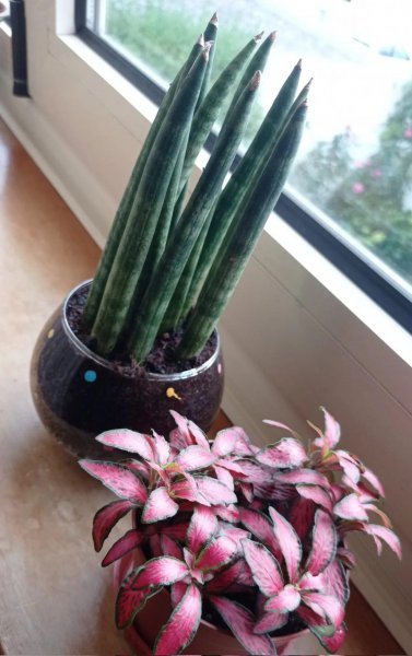 常见室内观赏植物有哪些