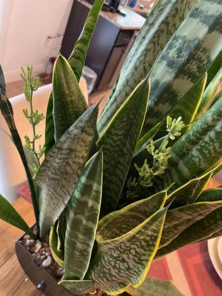 常见室内观赏植物有哪些
