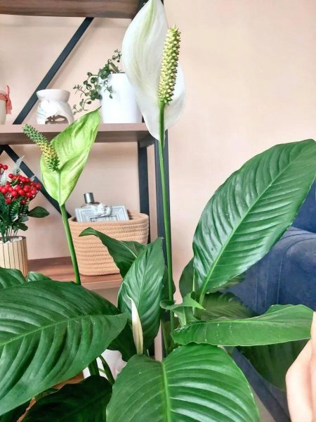 常见室内观赏植物有哪些