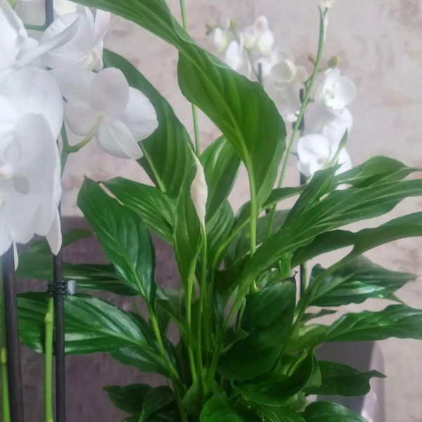 常见室内观赏植物有哪些