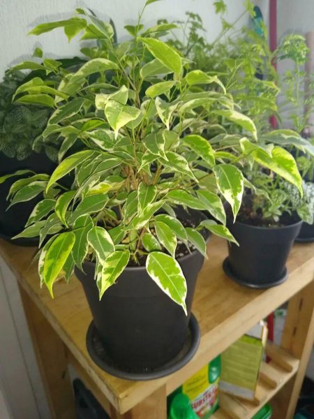 常见室内观赏植物有哪些