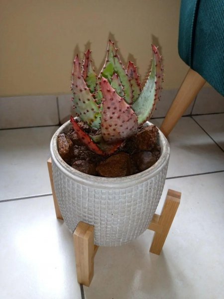 常见室内观赏植物有哪些