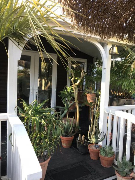 常见室内观赏植物有哪些