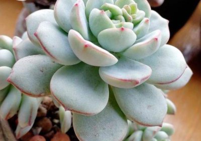 怎样养多肉植物 分享养多肉的正确方法